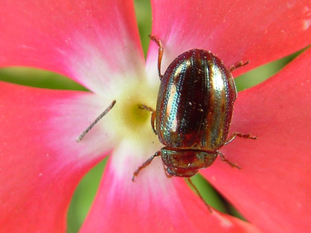 Chrysolina americana